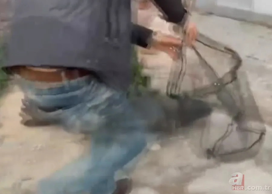 Akdeniz'de görmeye alışmıştık bu kez Balıkesir'de ortaya çıktı! Sokak ortasında görünce gözlerine inanamadılar! 5