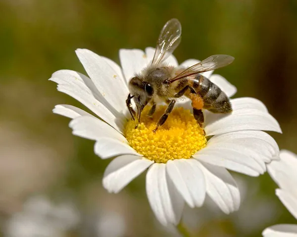 akcaabatta-bal-ormanlari-kurularak-hem-ari-olumleri-onlenecek-hem-de-bal-verimi-artirilacak-1633422385370.jpg Akçaabat’ta bal ormanları kurularak hem arı ölümleri önlenecek hem de bal verimi artırılacak - 6