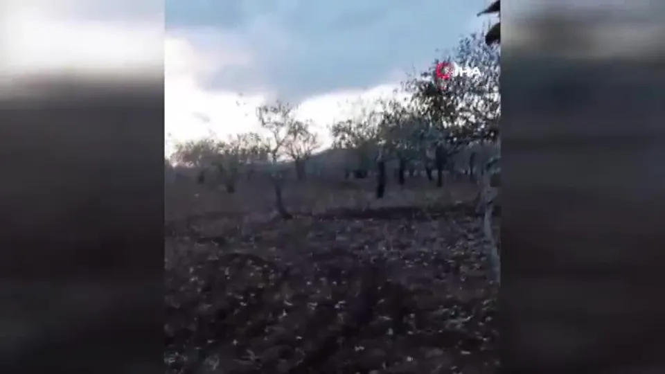 Domuzu traktörle böyle kovaladı