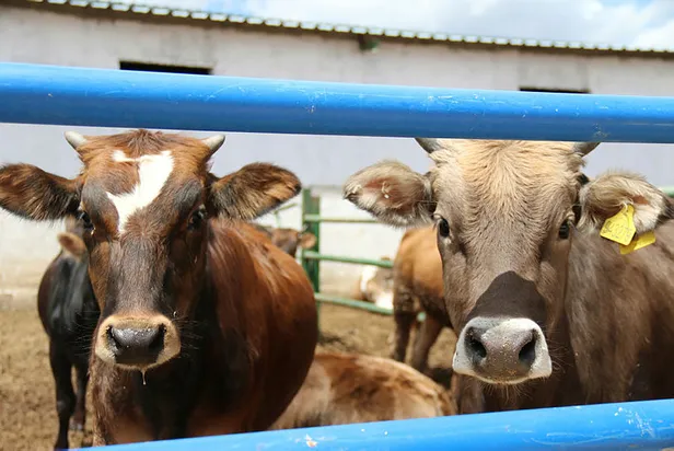 Kabine Toplantısı son dakika: Bayram tatili kaç gün oldu? Kurban Bayramı tatili 9 gün mü, 11 gün mü olacak?