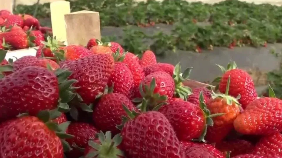 Meyve Sebzede yaz bereketi