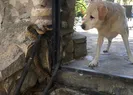 Tam o an! Yılan köpeğe saldırdı
