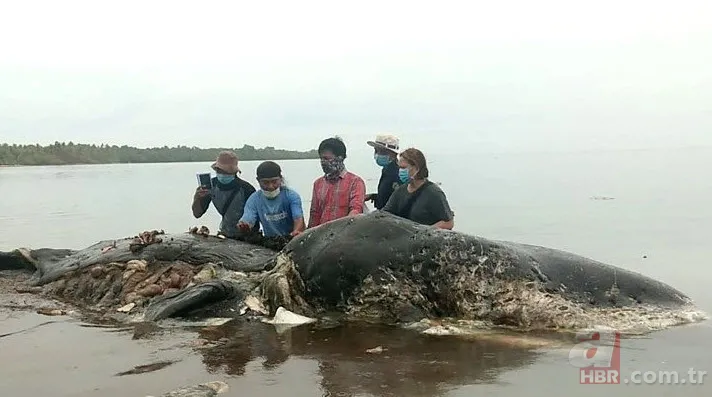 Karaya vuran balinanın karnından öyle bir şey çıktı ki... Akılalmaz olay 13