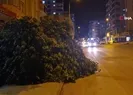 Mersin’de şiddetli rüzgar ağaçları devirdi