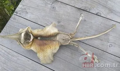 Dehşete düşüren görüntü! Gizemli yaratık ortalığı karıştırdı...