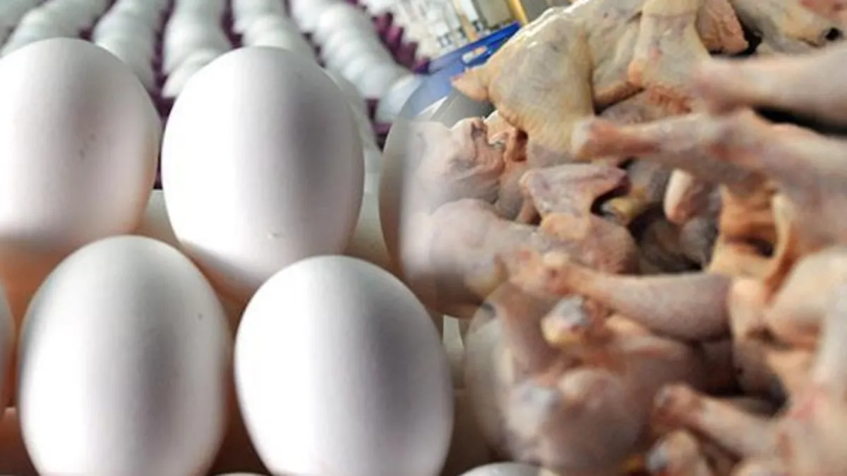 BEYAZ ET VE YUMURTA ALIMI