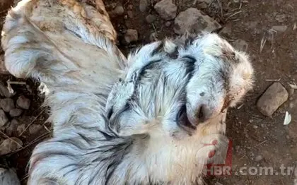 Keçinin doğurduğu oğlak dehşete düşürdü! 4 gözü 3 kulağı...