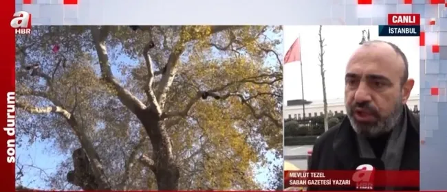 200 yıllık 112 çınar kesildi! Çevreciler, mimarlar odası ve sanatçılar neden sessiz?