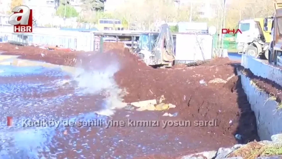 Kadıköy’de sahili yine kırmızı yosun sardı