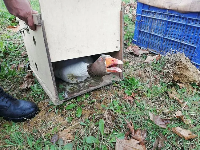 Zonguldak'ta "kaz dövüşü" baskınında 21 kişiye 45 bin lira ceza! 14 kaz korumaya alındı - 2