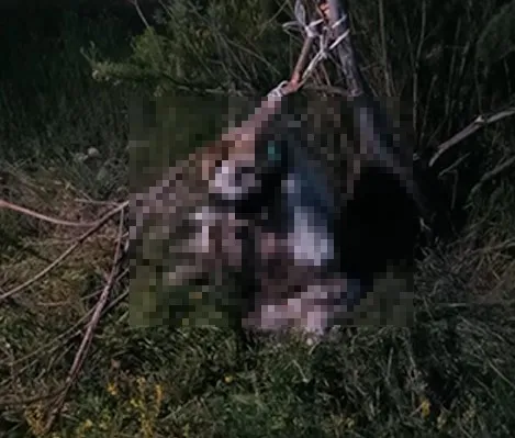 1686556326166.jpg Ankara’da kan donduran vahşet! 17 köpek ağaca asılmış halde bulundu - 1