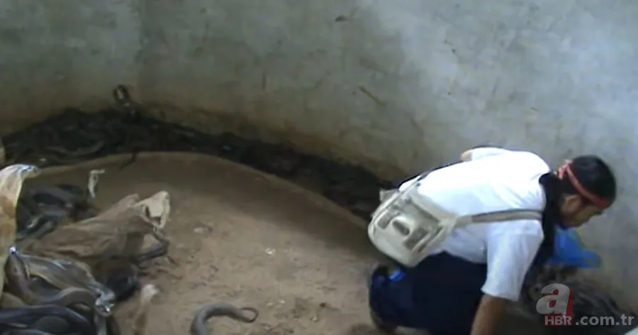 Yılan gösterisi için kobra seçen adam rahatlığıyla hayretler içinde bıraktı! 18