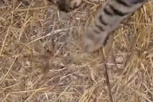 Zehirli örümceği mideye indirdi