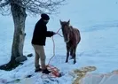 Dondurucu soğukta telef olmak üzereyken kurtarıldı
