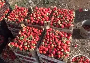 Batman'da 3 mevsim üretimi devam eden organik çilekte yılın son hasadı başladı