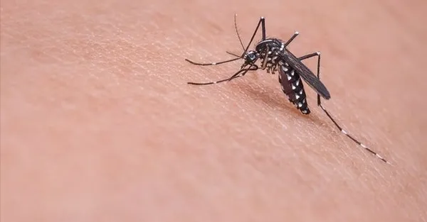 Koronavirüs sonrası yeni alarm! Belirtileri çok benzer! Sivrisinek yoluyla bulaşıyor... Türkiye’ye yaklaştı