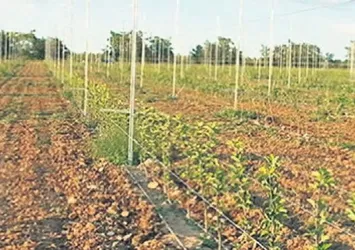 Tarımsal mucize 250 noktaya taşınacak