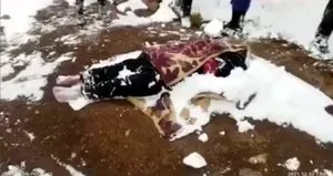 Yavrularını korumak isterken canından oldu