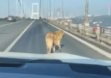 Avrupa yakasına geçmek isteyen köpek köprüye çıktı! O anlar kamerada