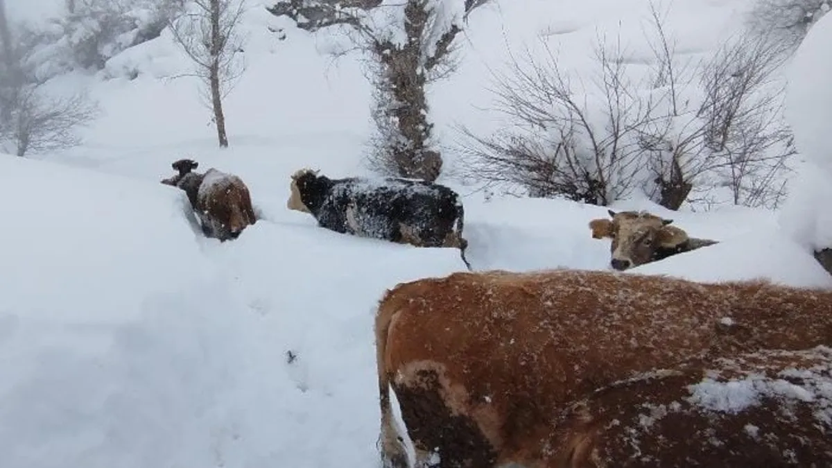 Sivas'ta 1 metreyi aşan kar besicileri zorladı