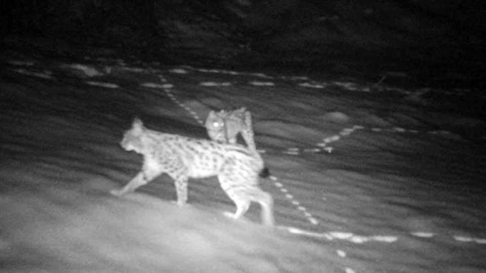 Vahşi doğa belgesellerini aratmayan görüntüler Türkiye’den! Tek bile görüntülenemezken...