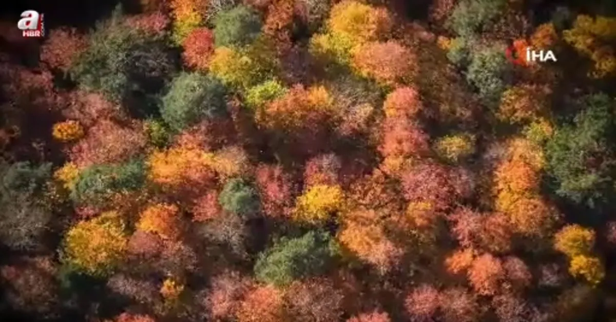 Ormanlık alanlarda sonbahar güzelliği