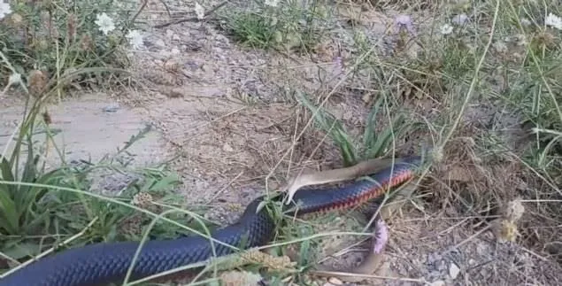 olumcul kapisma kamerada bakin karga ile yilan mucadelesinin kazanani kim oldu