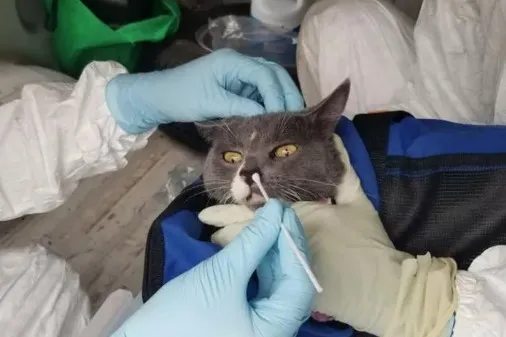 Tayland’da korkutan gelişme! İlk defa görüldü: Kediden insana geçen Covid-19 vakası🐈