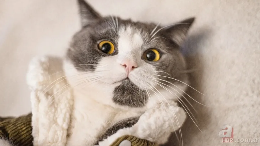 Kediler neden ölü hayvan getirir? Bu mesajı veriyor olabilir! 3