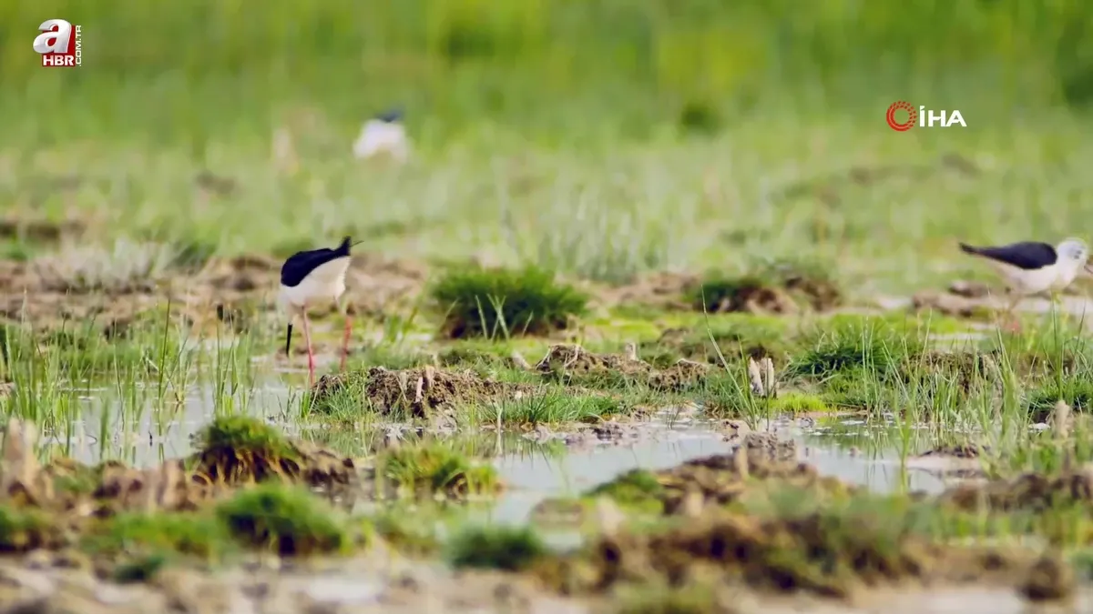Göçmen kuşlar dönüş yolunda