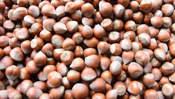 Fındık fiyatları 2023: Yükseliş sürecek mi? Giresun, Ordu, Trabzon serbest piyasada fındık fiyatı ne kadar, kaç TL oldu?