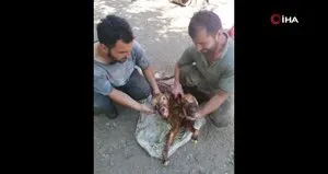 Kastamonu’da çift başlı buzağı doğdu