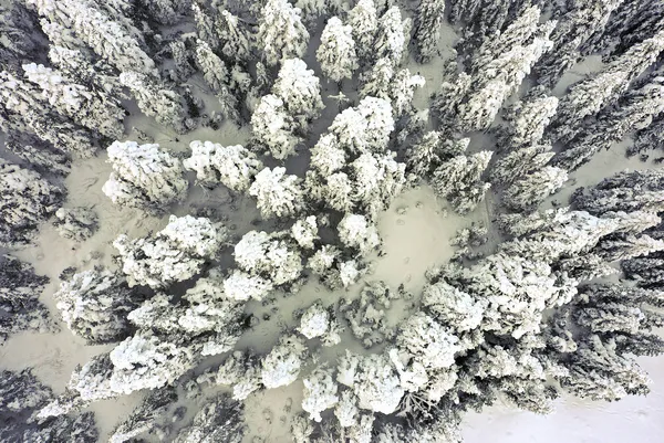 1641382202354.jpg Ilgaz Dağı'nda jandarma kurtarma tatbikatı yaptı - 2