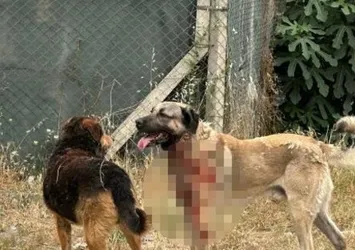 Ataşehir'de köpek dehşeti! Saldırıya uğrayan kadın kanlar içinde kaldı...