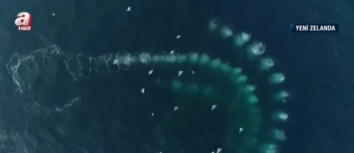 Kambur balinalardan ilginç av taktiği! Baloncuklu tuzak kamerada