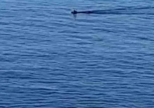 Çaya düşen karaca kurtarıldı