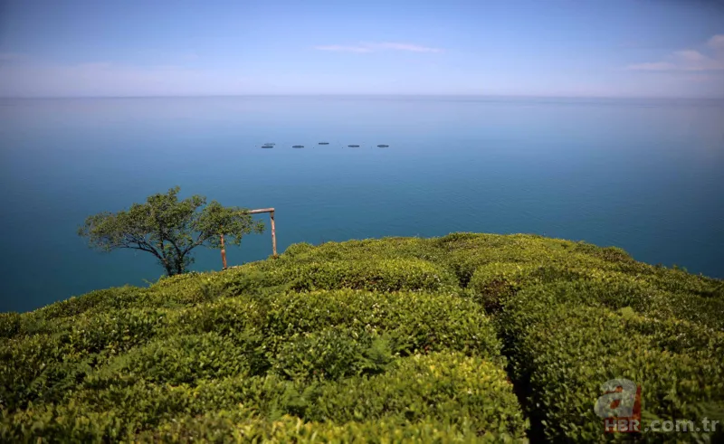 Tarladaki ürünleri tek tek söküyorlar! Uzman isim uyardı: Sıkıntı yaşarız 13