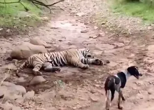 Köpek hayatının hatasını yaptı! Uyuyan kaplana saldırınca saniyeler içinde yem oldu | Tüyler ürperten görüntü