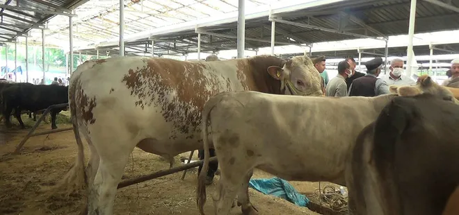 Kurban pazarının şampiyonu belli oldu