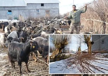 Besicilikte inovasyon: Kışın söğüt dalı ile besleme!