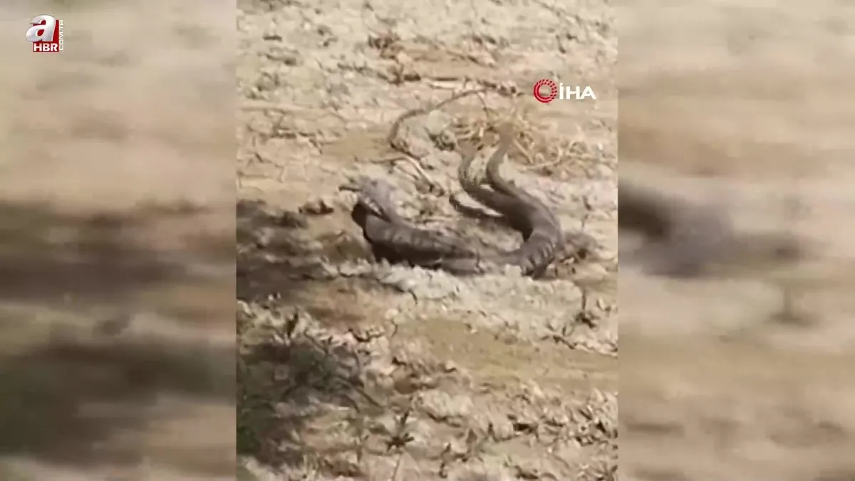 Hatay'da yılanların çiftleşme dansı kamerada