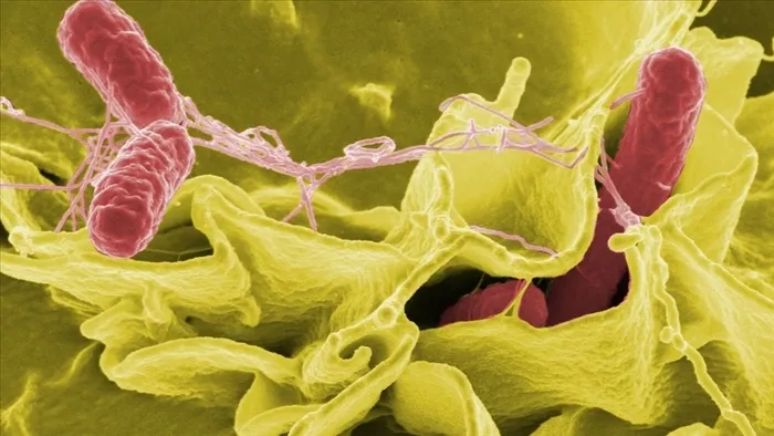 salmonella-vakalari-ferreroyu-vurdu-belcika-ve-luksemburg-sok-baskinlar-1654801407375.jpg Salmonella vakaları Ferrero'yu vurdu! Belçika ve Lüksemburg şok baskınlar - 3