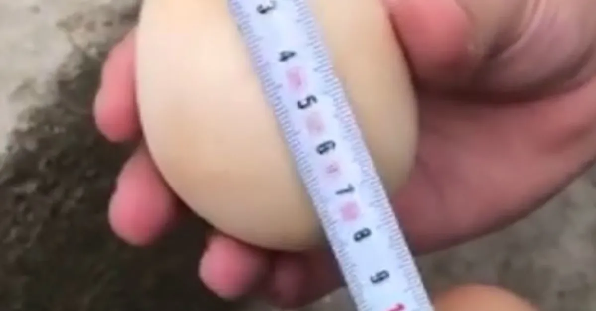 Yumurta içinden sesler gelince... İçinden çıkanı görenler şaştı kaldı