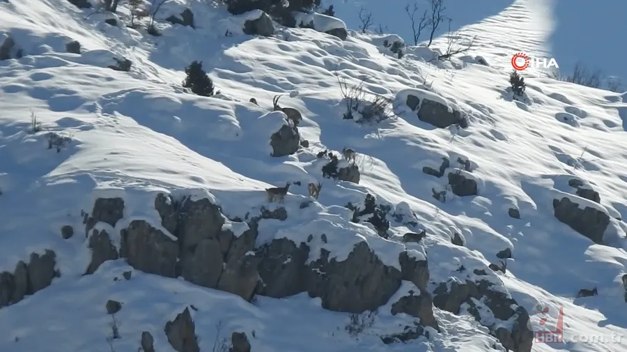O ilimizde sürü halinde ortaya çıktılar! Karlı dağları aşarak… 1