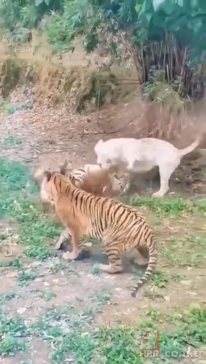 Beyaz aslan ve kaplanın karşılaşması nefesleri kesti! (Aslan Kaplan kavgası) 17