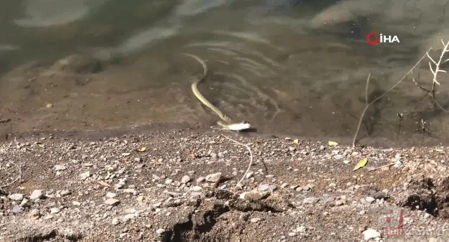 Avlayıp metrelerce ağzında böyle taşıdı! Amatör balıkçılar görüntüledi 5