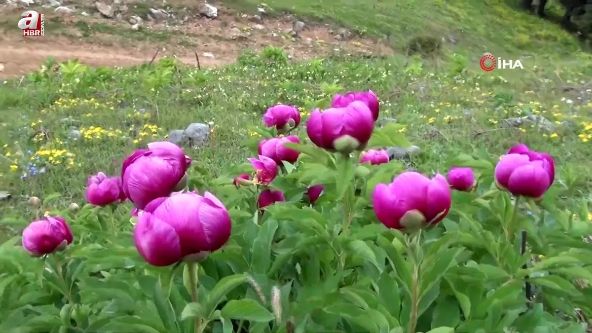 Yılda 10 gün açıyor: Bu çiçeği koparmanın cezası yarım milyon