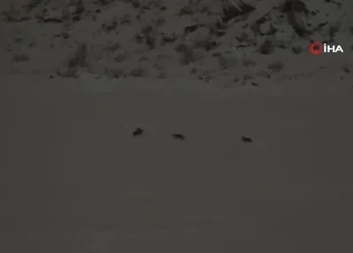 Çukurca’da kurt sürüsü görüntülendi