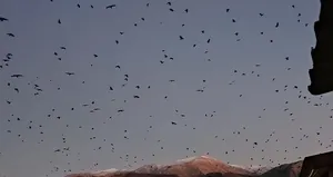 Tatvan’da gökyüzü kargalarla karardı