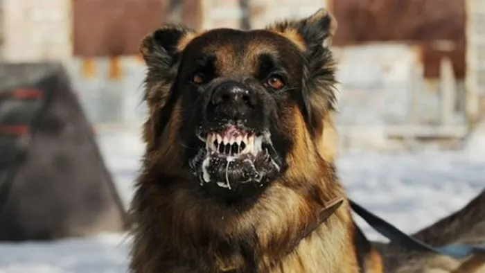 basibos-kopek-duzenlemesi-mecliste-ak-partiden-aciklamalar-teklifte-neler-var-1720788334010.jpg Başıboş köpek düzenlemesi Meclis'te! AK Parti'den açıklamalar! Teklifte neler var? - 2